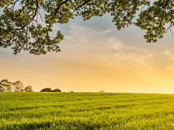 Sunset over a field